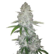Fast Buds - Gorilla Glue Automatic seeds (3seeds/pack)