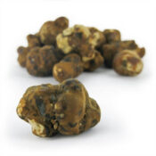 psilocybe mexicana 1