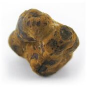 psilocybe mexicana 2