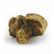 psilocybe mokum 2