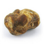 psilocybe pajaritos 2