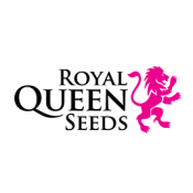 Royal Queen Seeds Stress Killer Automatic CBD cannabis seeds (3 seeds pack)