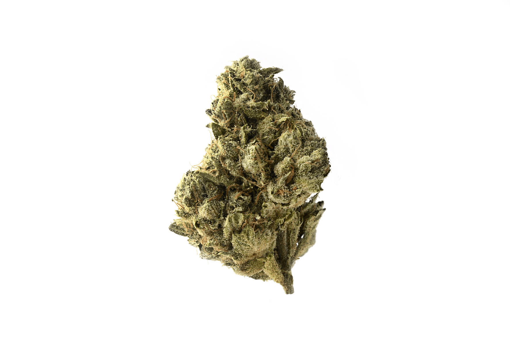 wholesale Amsterdam Genetics - Strawberry Glue