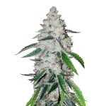 wholesale Fast Buds - West Coast OG Automatic