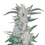 wholesale Fast Buds - Mexican Airlines Automatic