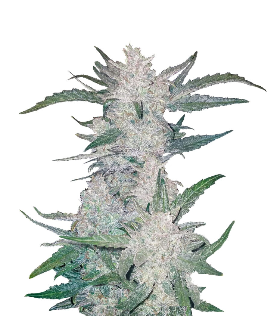 Wholesale Fast Buds - Rhino Ryder Automatic