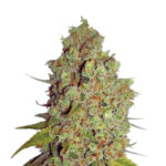 Wholesale Narcos Agent Murphy Feminized (5 seeds pack)