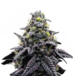 Wholesale-Narcos-Ak-Automatico-Automatic-5-seeds-pack