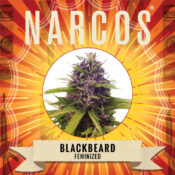 Wholesale Narcos Blackbeard Feminized 5 seeds pack 1