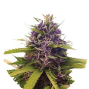 Narcos Blackbeard Feminized (5 seeds pack)