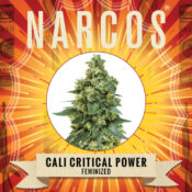 Wholesale Narcos Cali Critical Power Feminized 5 seeds pack 1