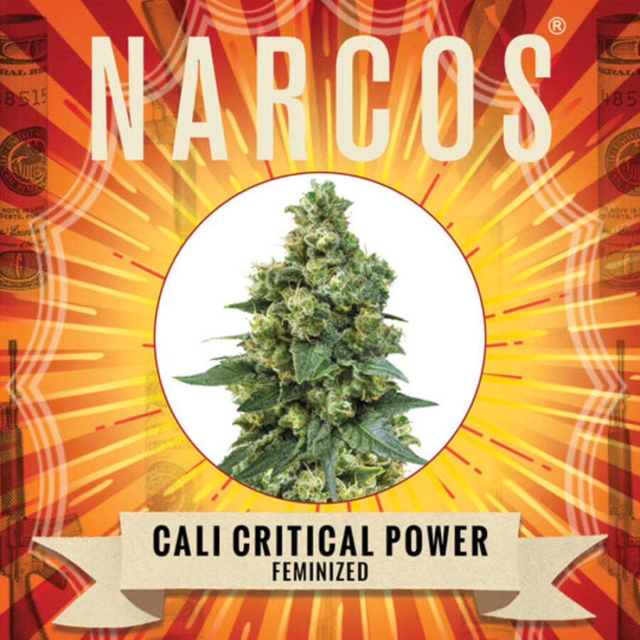 Wholesale Narcos Cali Critical Power Feminized 5 seeds pack 1