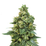 Wholesale Narcos Cali Critical Power Feminized (5 seeds pack)