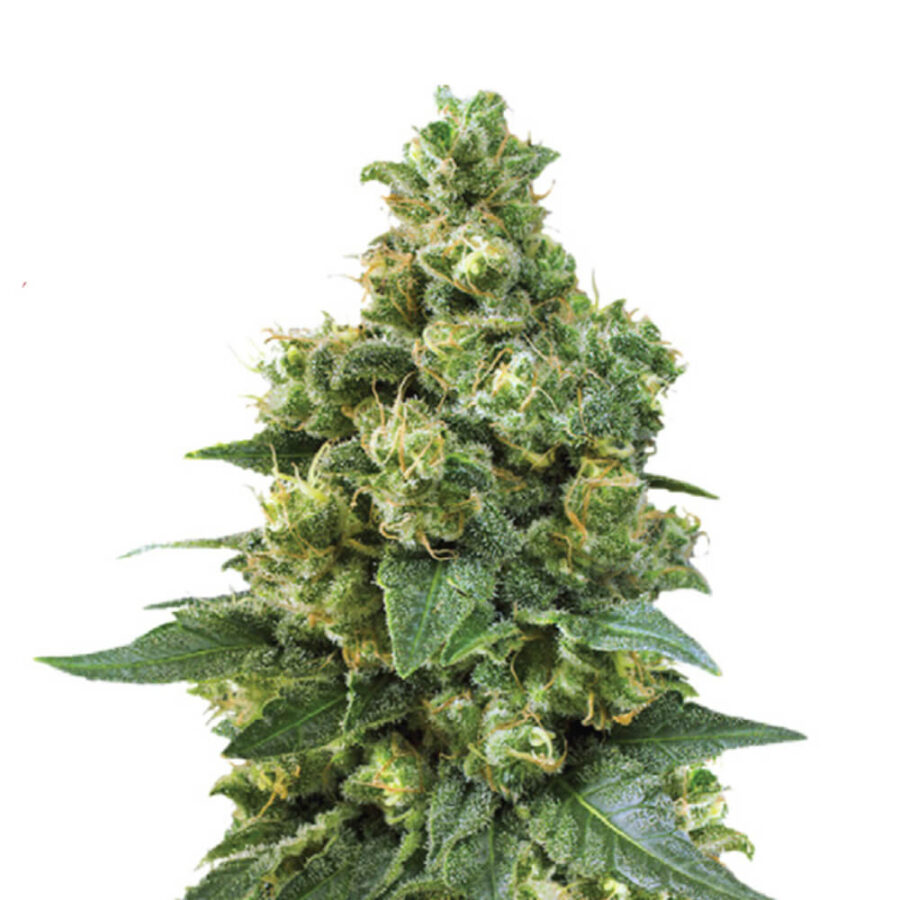 Wholesale Narcos Cali Critical Power Feminized (5 seeds pack)