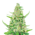 Wholesale Narcos El Limón Feminized (5 seeds pack)