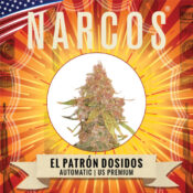 Wholesale Narcos El Patron Dosidos Automatic 5 seeds pack 1