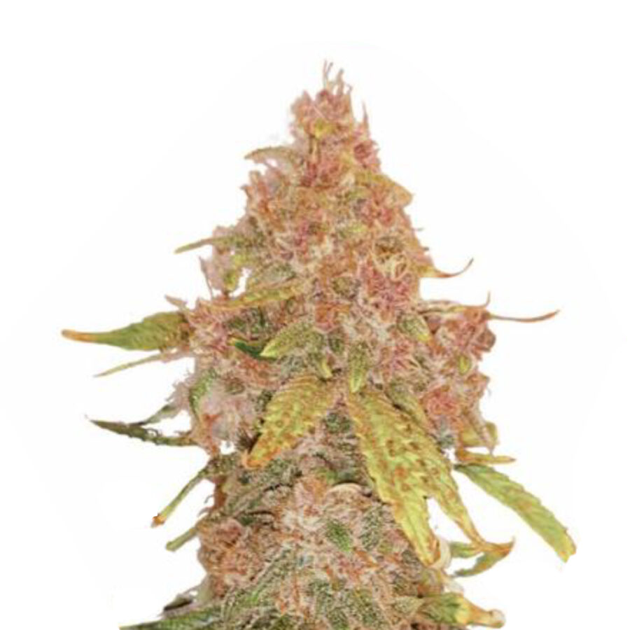 Wholesale Narcos El Patrón Dosidos Automatic (5 seeds pack)