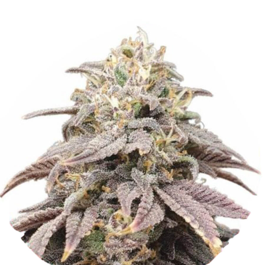 Wholesale Narcos Forbidden Fruta Cake Feminized (3 seeds pack)