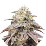 Wholesale Narcos Forbidden Fruta Cake Feminized (5 seeds pack)