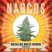 Wholesale Narcos Grieselda White Widow Feminized 5 seeds pack 1