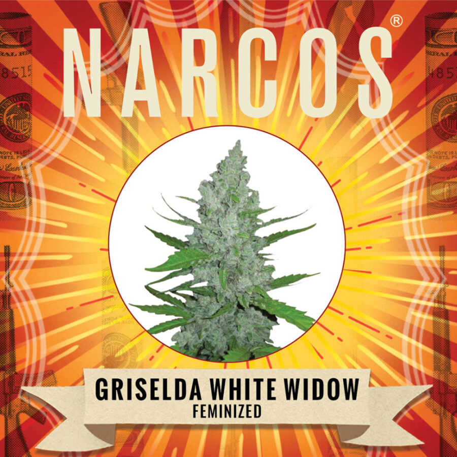 Wholesale Narcos Grieselda White Widow Feminized 5 seeds pack 1