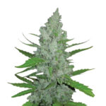 Wholesale Narcos Grieselda White Widow Feminized (5 seeds pack)