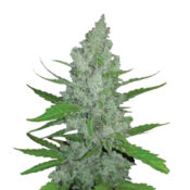 Narcos Grieselda White Widow Feminized (5 seeds pack)