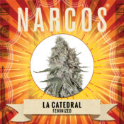 Wholesale Narcos La Catedral Feminized (3 seeds pack)