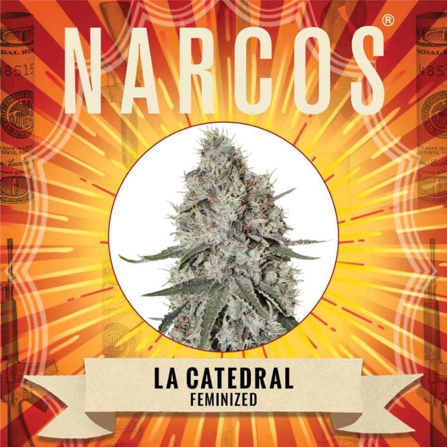 Wholesale Narcos La Catedral Feminized (3 seeds pack)