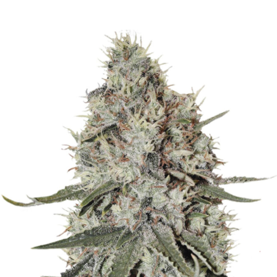 Wholesale Narcos La Catedral Feminized (3 seeds pack)