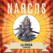 Wholesale Narcos La Chica Feminized 3 seeds pack 1