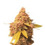 Wholesale Narcos La Mandarina Feliz Automatic (3 seeds pack)
