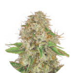 Wholesale Narcos Medellín Munt Feminized (5 seeds pack)