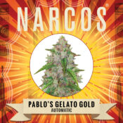Commercio all'ingrosso Narcos Pablo's Gelato Gold Automatic (confezione da 5 semi)