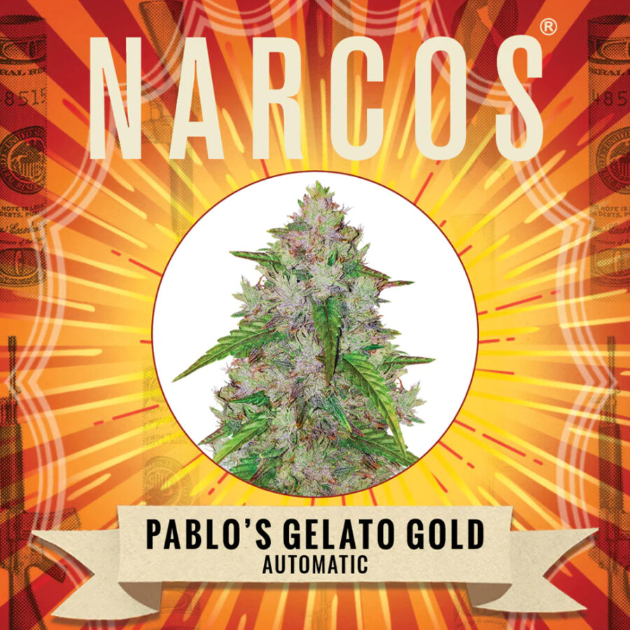 Commercio all'ingrosso Narcos Pablo's Gelato Gold Automatic (confezione da 5 semi)