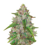 Wholesale Narcos Pablo's Gelato Gold Automatic (5 seeds pack)