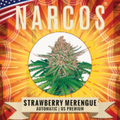 Großhandel Narcos Strawberry Merengue Automatic (Packung mit 3 Samen)