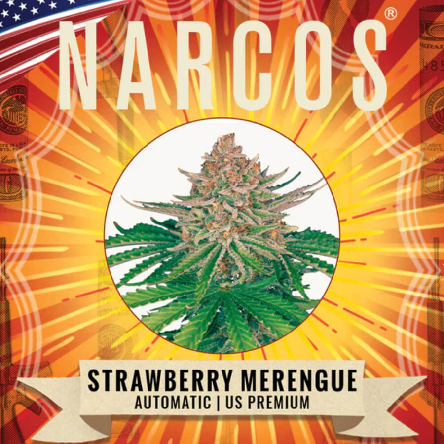 Großhandel Narcos Strawberry Merengue Automatic (Packung mit 3 Samen)