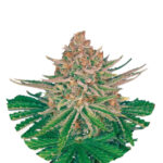 Wholesale Narcos Strawberry Merengue Automatic (3 seeds pack)