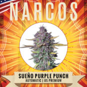 Wholesale Narcos Sueno Purple Punch Automatic 3 seeds pack 1