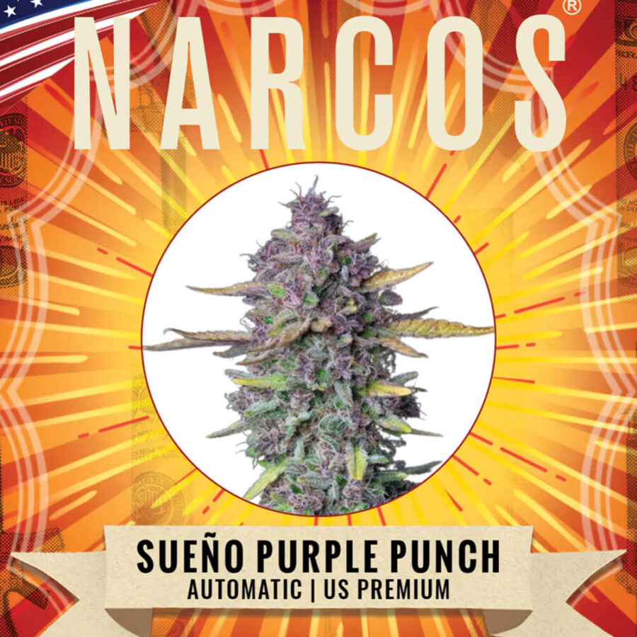 Wholesale Narcos Sueno Purple Punch Automatic 3 seeds pack 1