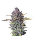 Wholesale Narcos Sueño Purple Punch Automatic (5 seeds pack)
