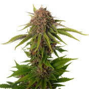 wholesale amsterdam genetics ak choco kush pack