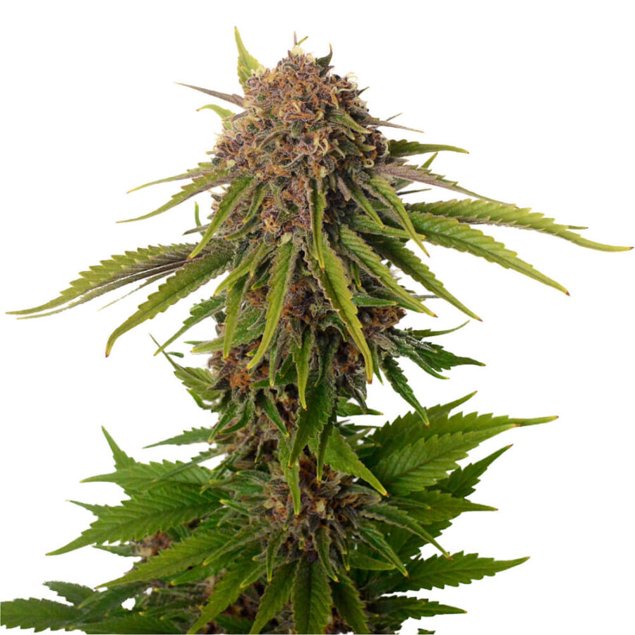 wholesale amsterdam genetics ak choco kush pack