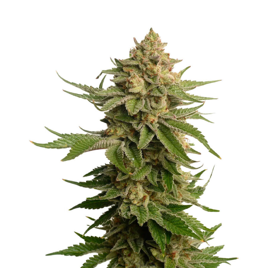 wholesale-amsterdam-genetics-ak-og-kush-pack