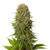 wholesale-amsterdam-genetics-amnesia-haze-pack
