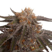 wholesale amsterdam genetics blue magic pack 1