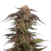 wholesale amsterdam genetics blue magic pack