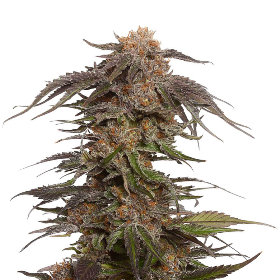 wholesale amsterdam genetics blue magic pack