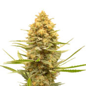 wholesale amsterdam genetics lemon ice